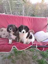 ALFINO, Hund, Mischlingshund in Waldkappel - Bild 5