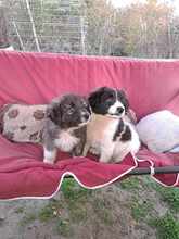 ALFINO, Hund, Mischlingshund in Waldkappel - Bild 6