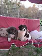 ALFINO, Hund, Mischlingshund in Waldkappel - Bild 7