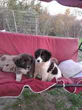 ALFINO, Hund, Mischlingshund in Waldkappel - Bild 8
