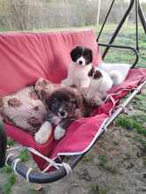 ALFINO, Hund, Mischlingshund in Waldkappel - Bild 9