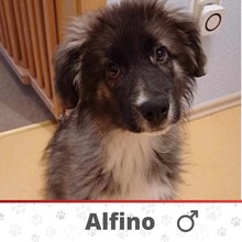 ALFINO, Katze, Mischlingshund in Grebenhain - Bild 1