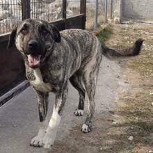 NISSA, Hund, Mischlingshund in Griechenland - Bild 3