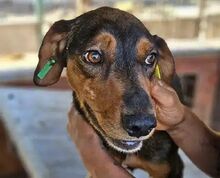 GAROU, Hund, Mischlingshund in Rumänien - Bild 1