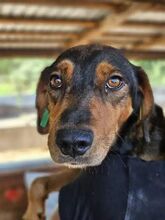 GAROU, Hund, Mischlingshund in Rumänien - Bild 3