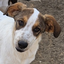 DARIAN, Hund, Mischlingshund in Griechenland - Bild 1