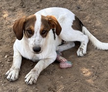 DARIAN, Hund, Mischlingshund in Griechenland - Bild 2