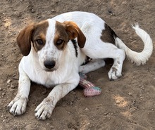 DARIAN, Hund, Mischlingshund in Griechenland - Bild 3