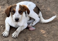 DARIAN, Hund, Mischlingshund in Griechenland - Bild 6