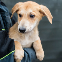 AKENO, Hund, Mischlingshund in Germersheim - Bild 1