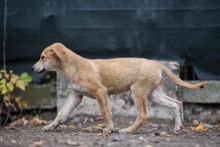 AKENO, Hund, Mischlingshund in Germersheim - Bild 10