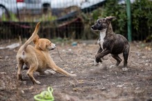 AKENO, Hund, Mischlingshund in Germersheim - Bild 11