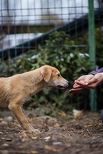 AKENO, Hund, Mischlingshund in Germersheim - Bild 12