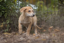 AKENO, Hund, Mischlingshund in Germersheim - Bild 5