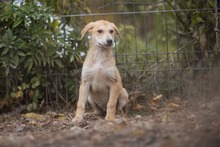 AKENO, Hund, Mischlingshund in Germersheim - Bild 6