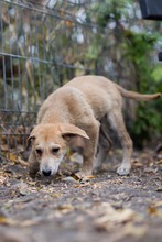 AKENO, Hund, Mischlingshund in Germersheim - Bild 7