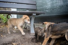 AKENO, Hund, Mischlingshund in Germersheim - Bild 9