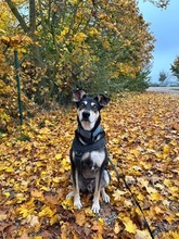 RUFFY, Hund, Mischlingshund in Regensburg