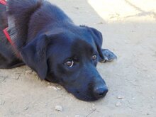 DENNIS, Hund, Mischlingshund in Griechenland - Bild 3