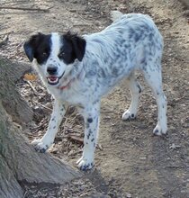 JOSEPH, Hund, Mischlingshund in Griechenland - Bild 12