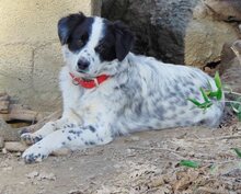 JOSEPH, Hund, Mischlingshund in Griechenland - Bild 16