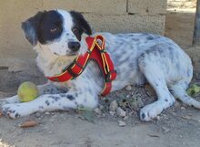 JOSEPH, Hund, Mischlingshund in Griechenland - Bild 4