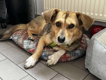 FINNI, Hund, Mischlingshund in Seeheim-Jugenheim