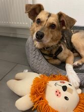 FINNI, Hund, Mischlingshund in Seeheim-Jugenheim - Bild 2