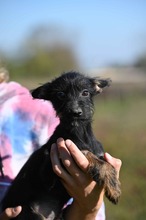 MOOREA, Hund, Mischlingshund in Ungarn