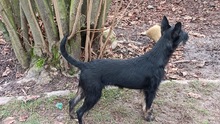 MOOREA, Hund, Mischlingshund in Melsungen - Bild 3