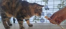 INA, Katze, Europäisch Kurzhaar in Italien - Bild 2