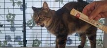 INA, Katze, Europäisch Kurzhaar in Italien - Bild 4