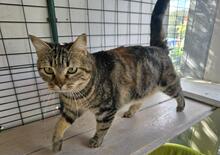INA, Katze, Europäisch Kurzhaar in Kiel - Bild 1