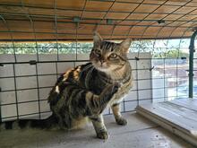 INA, Katze, Europäisch Kurzhaar in Kiel - Bild 10