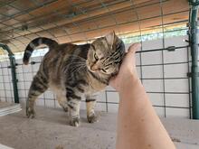 INA, Katze, Europäisch Kurzhaar in Kiel - Bild 11