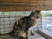 INA, Katze, Europäisch Kurzhaar in Kiel - Bild 12