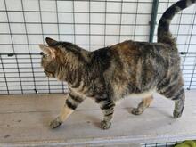 INA, Katze, Europäisch Kurzhaar in Kiel - Bild 2
