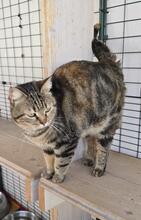 INA, Katze, Europäisch Kurzhaar in Kiel - Bild 3