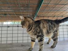 INA, Katze, Europäisch Kurzhaar in Kiel - Bild 4