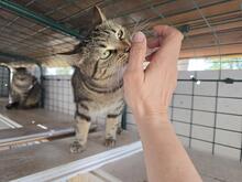 INA, Katze, Europäisch Kurzhaar in Kiel - Bild 5