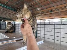 INA, Katze, Europäisch Kurzhaar in Kiel - Bild 6