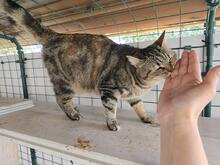 INA, Katze, Europäisch Kurzhaar in Kiel - Bild 8