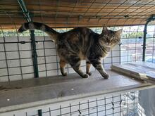 INA, Katze, Europäisch Kurzhaar in Kiel - Bild 9