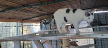 LEO, Katze, Europäisch Kurzhaar in Italien - Bild 7