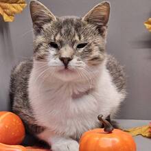 BENNY, Katze, Europäisch Kurzhaar in Bulgarien - Bild 10