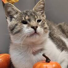 BENNY, Katze, Europäisch Kurzhaar in Bulgarien - Bild 11