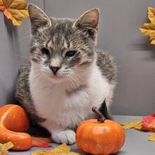 BENNY, Katze, Europäisch Kurzhaar in Bulgarien - Bild 14