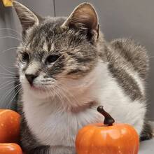 BENNY, Katze, Europäisch Kurzhaar in Bulgarien - Bild 3