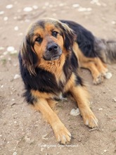 CHAP, Hund, Mischlingshund in Griechenland - Bild 10