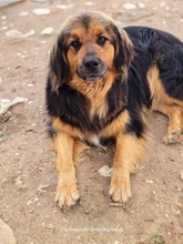CHAP, Hund, Mischlingshund in Griechenland - Bild 11